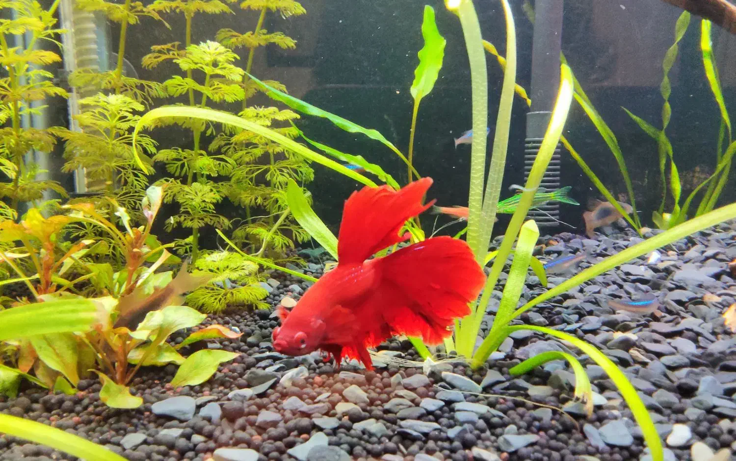 فایتر|ماهی|کرمانشاه, |دیوار