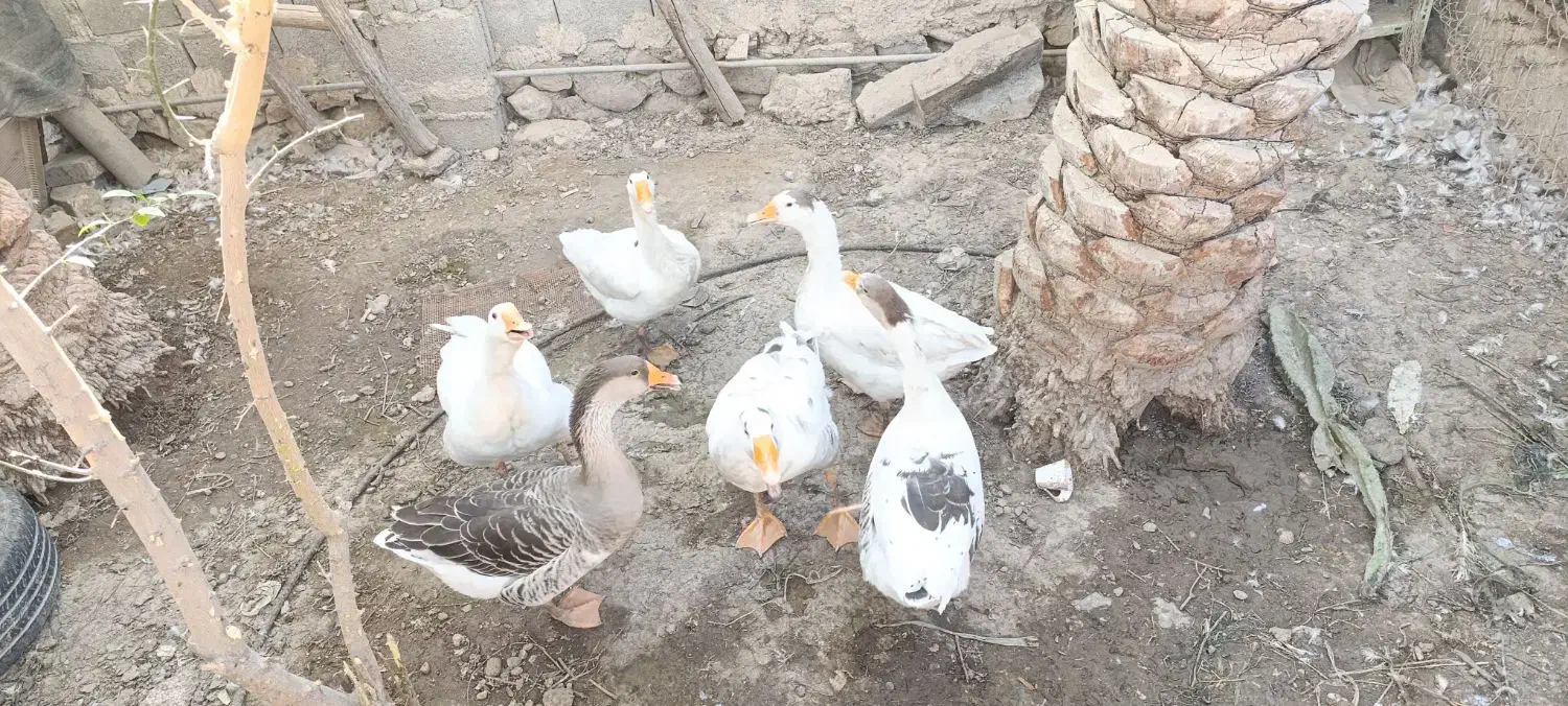 غاز|حیوانات مزرعه|خورموج, |دیوار