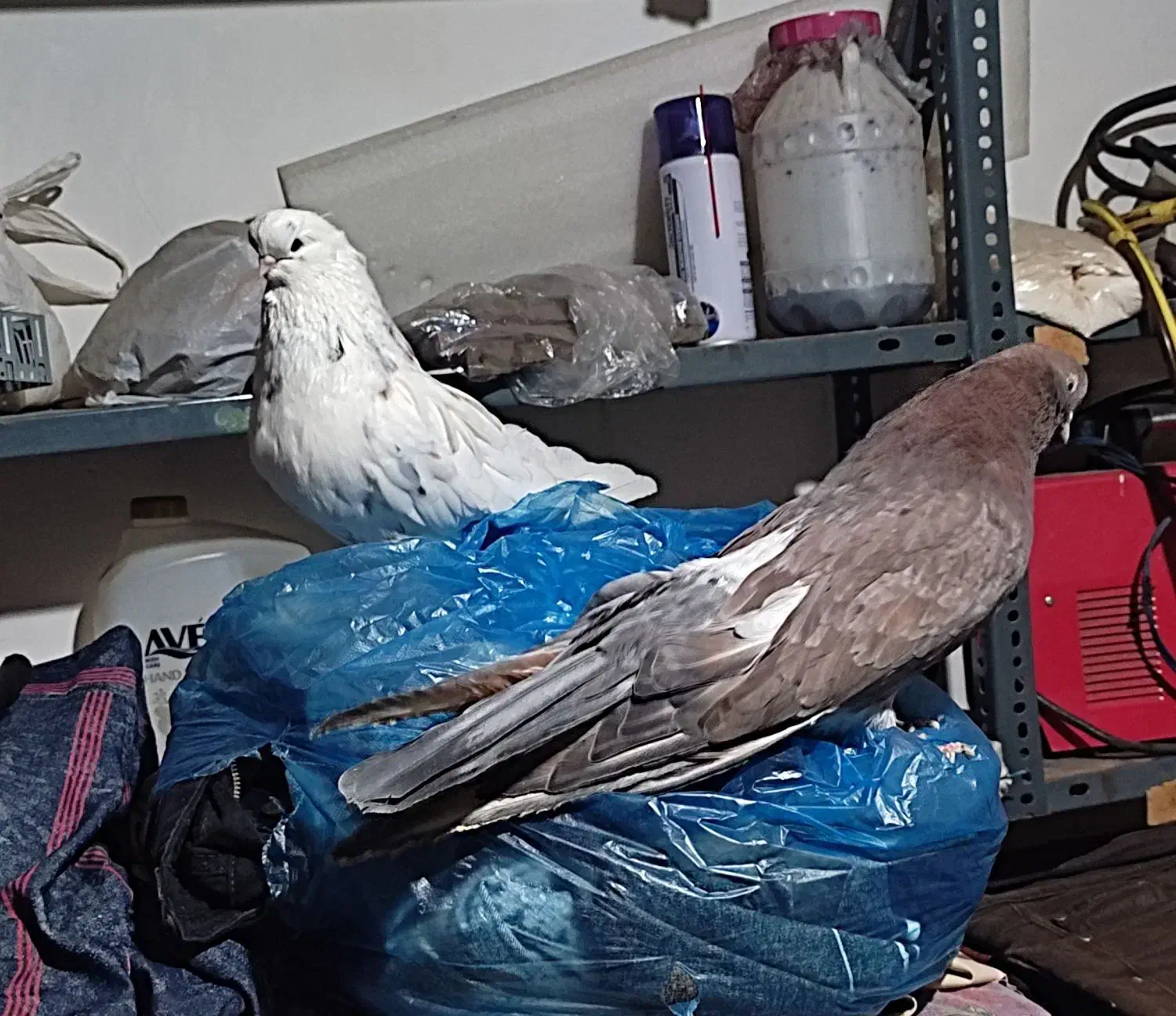 کبوتر|پرنده|اردبیل, |دیوار