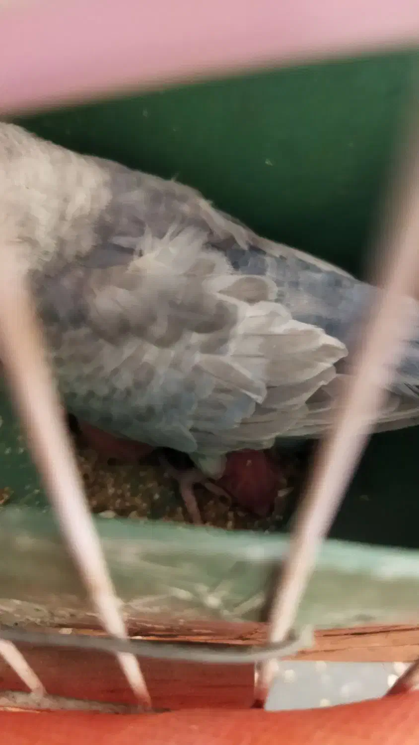 جفت مرغ عشق مولد با سه تا جوجه گم شده|حیوانات|زابل, |دیوار