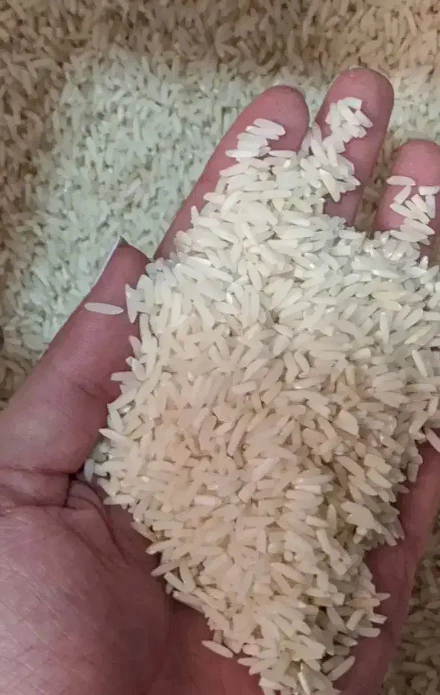 برنج هاشمی محلی|خوردنی و آشامیدنی|رشت, جماران|دیوار