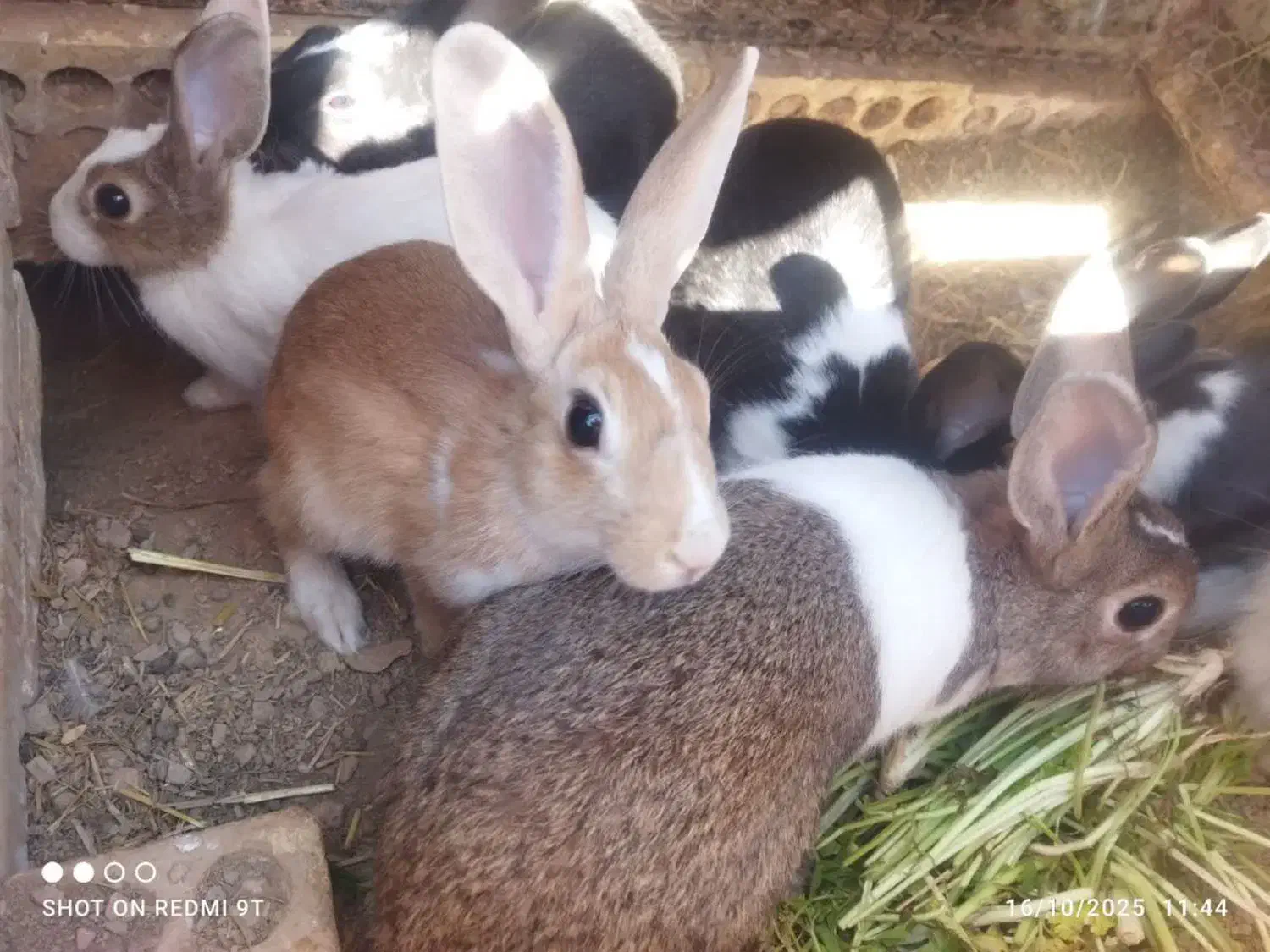 خرگوش|موش و خرگوش|فولادشهر, مسکن مهر فولادشهر|دیوار