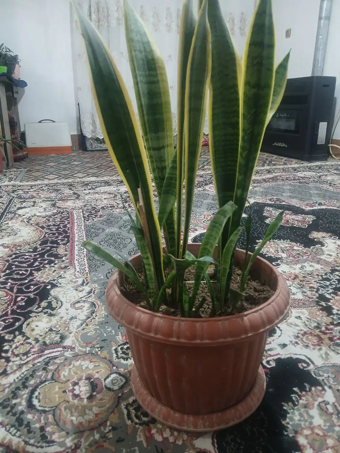 گل آپارتمانی طبیعی|گل و گیاه طبیعی|خمینیشهر, |دیوار