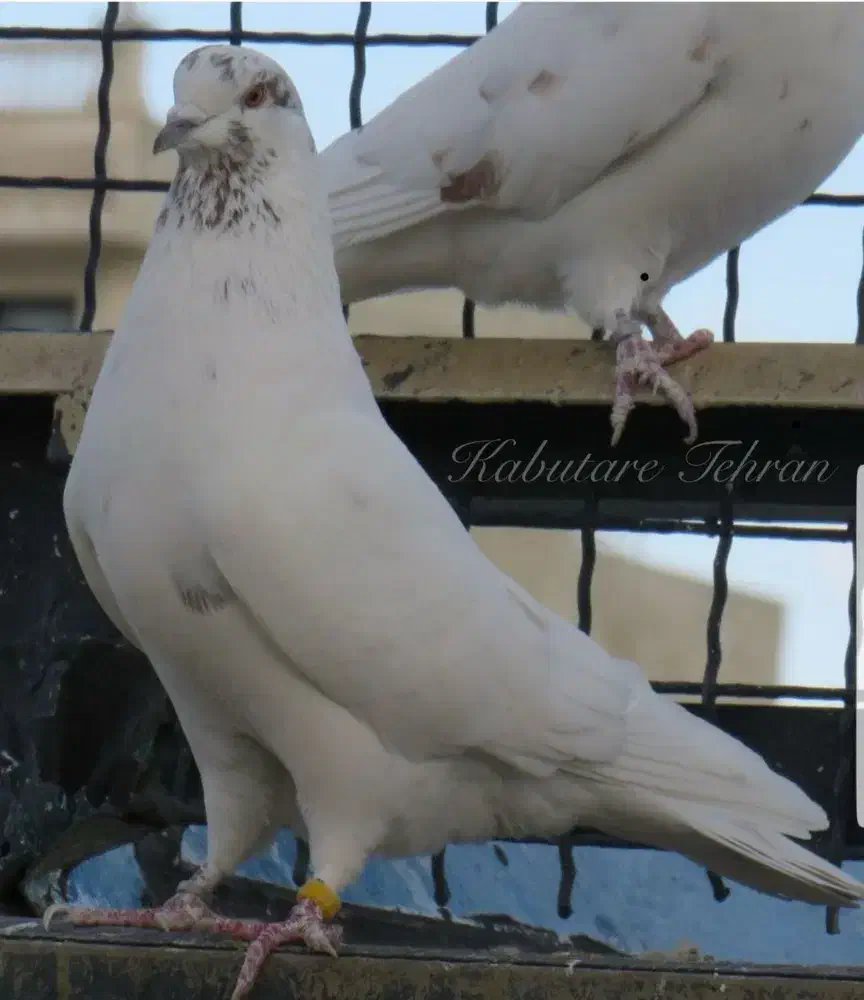 فروش ی بوم کفتر کاشانی تهرانی|پرنده|دهق, |دیوار