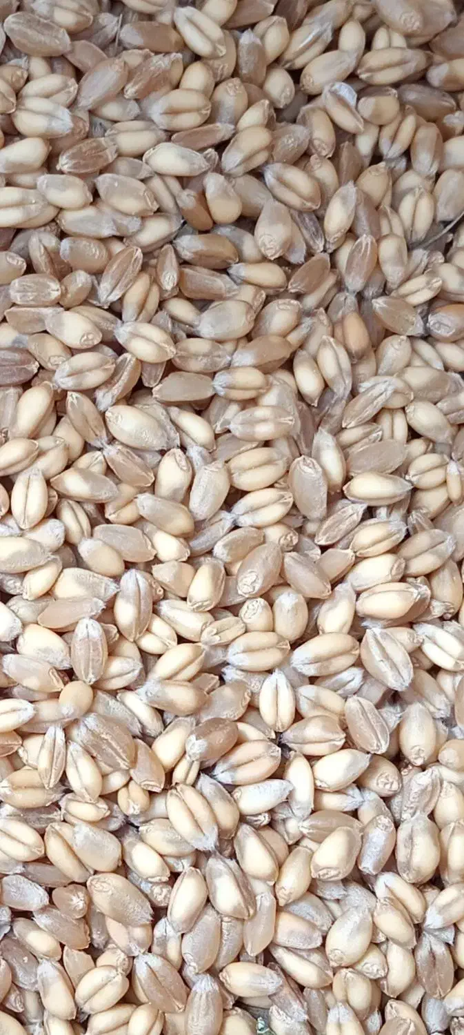 گندم|گل و گیاه طبیعی|سراب, |دیوار