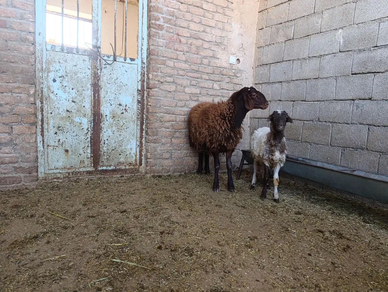 هموزیگوت|حیوانات مزرعه|رومشکان, |دیوار