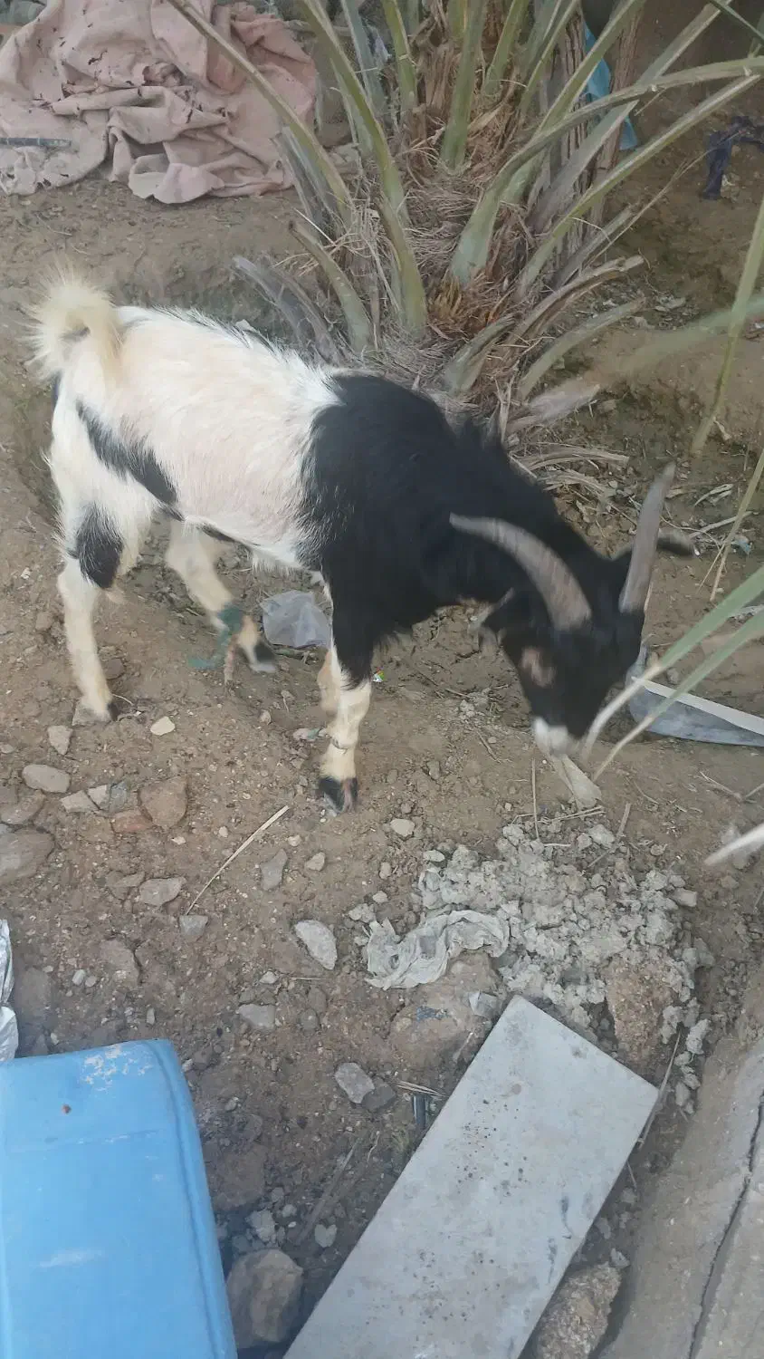 کهره نر|حیوانات مزرعه|قشم, |دیوار