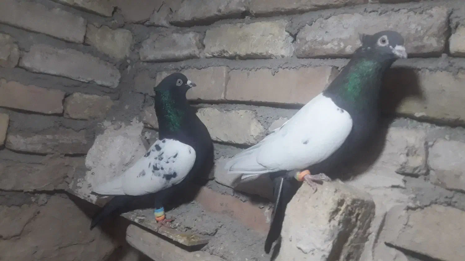 کفتر شامی ،سینه سیاه، ساده،|پرنده|جلیل آباد, |دیوار