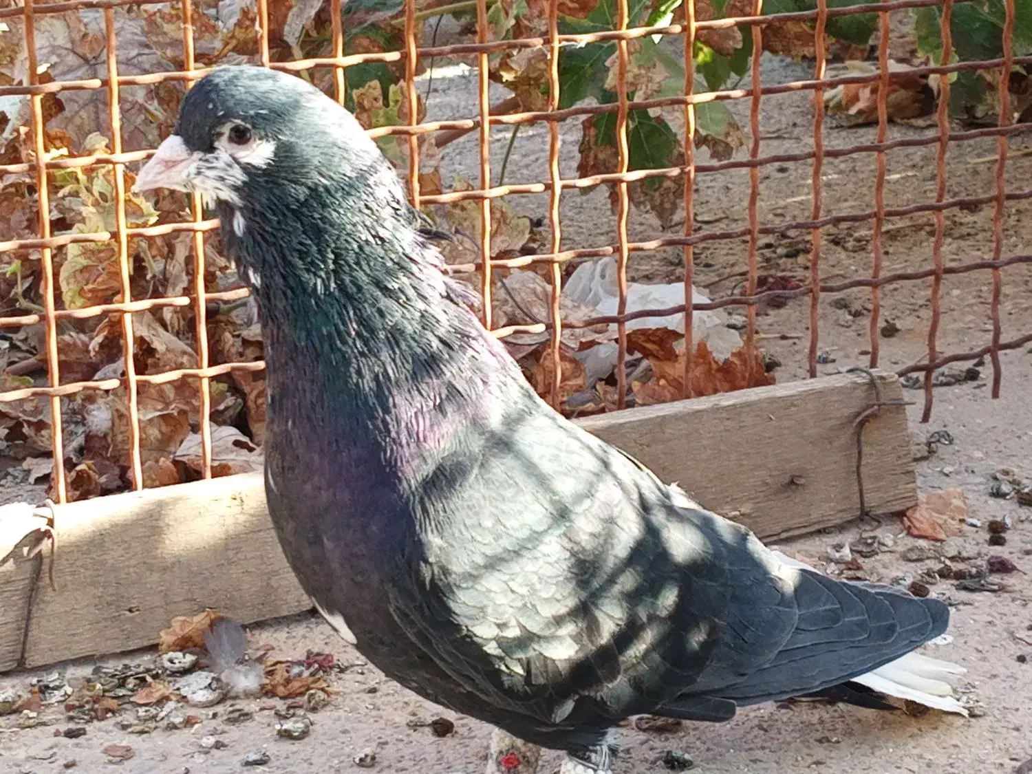 چپ سیاه ذات قدیم|پرنده|پاسارگاد, |دیوار