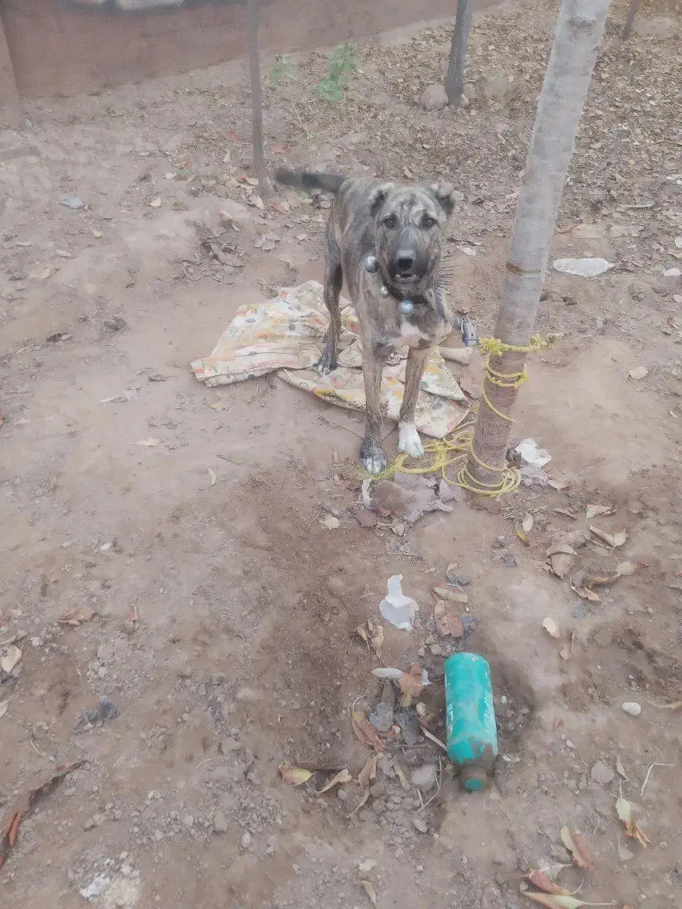 سگ افغان|سگ|مشهد, كنويست|دیوار