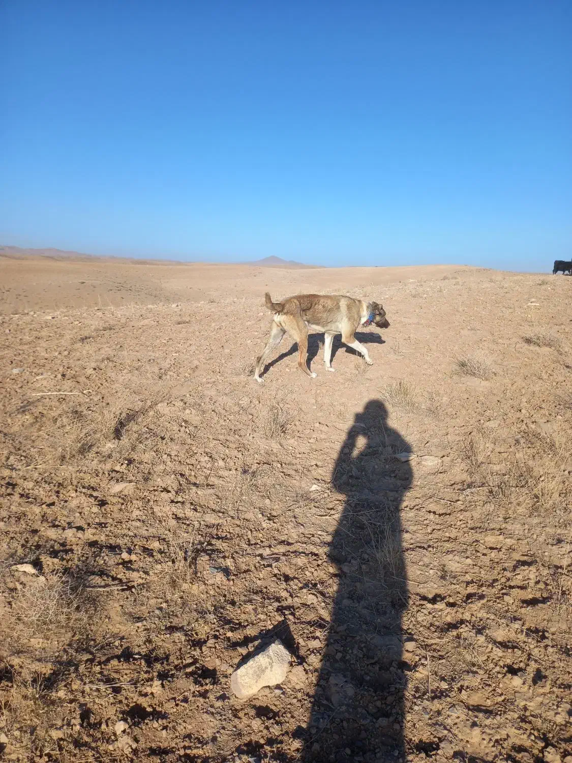 سگ گله|سگ|قهستان, |دیوار