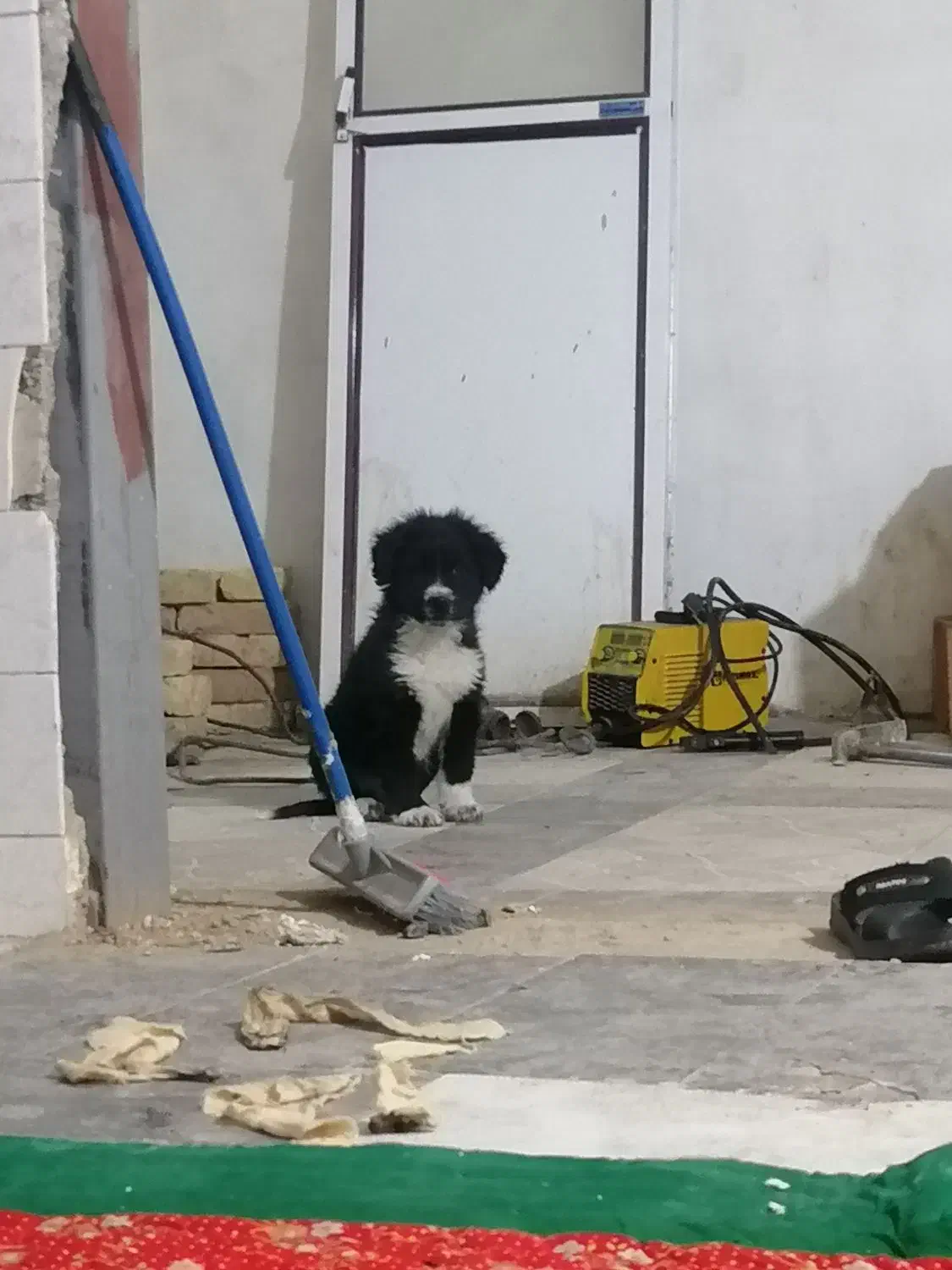 توله قدرجونی|سگ|مسجد سلیمان, |دیوار