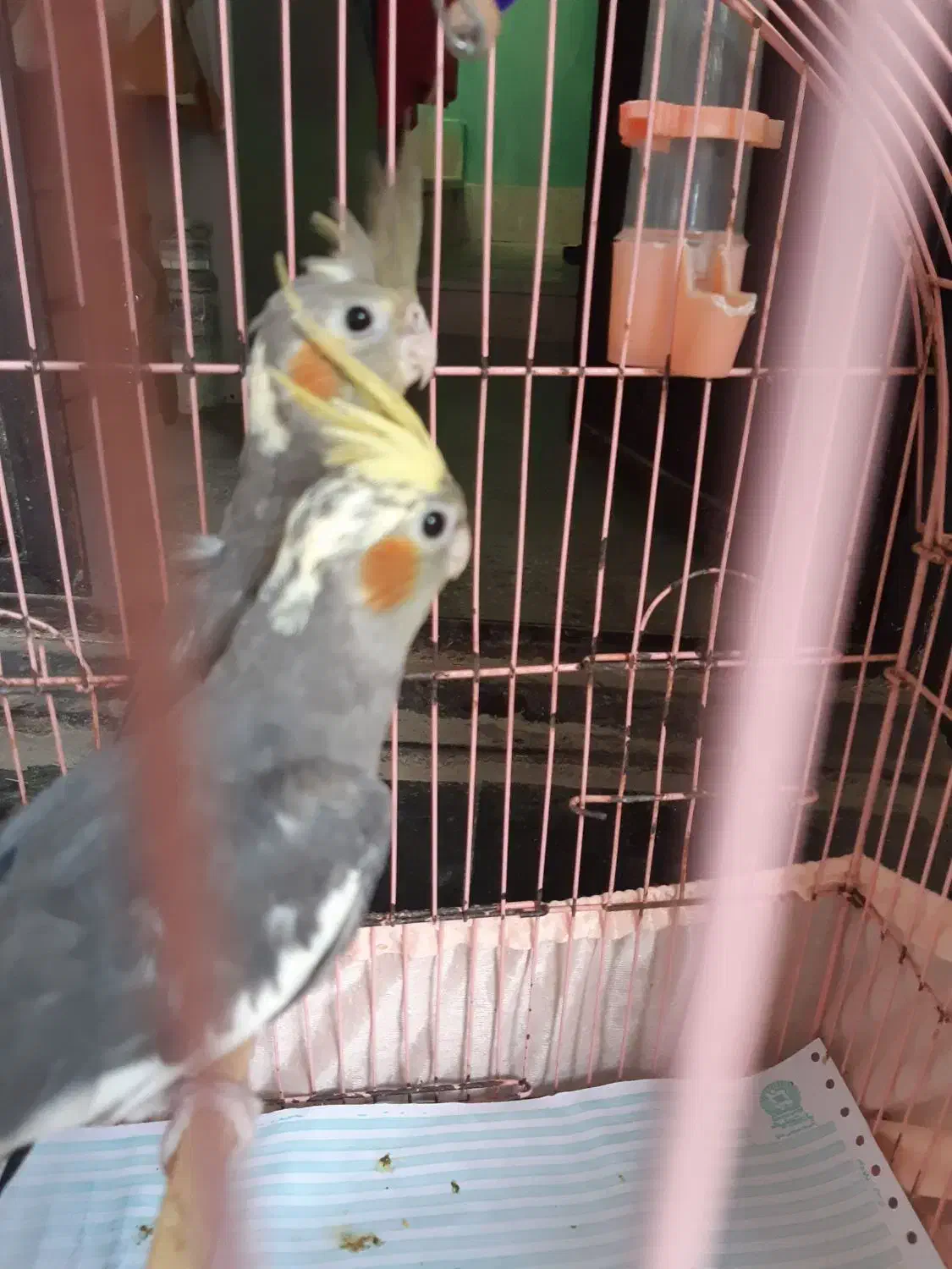 فروش عروس هلندی|پرنده|بندرعباس, |دیوار