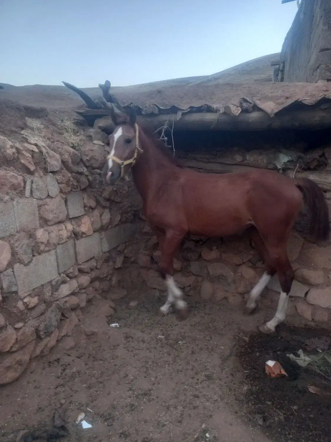 سلام هر عزیزی خاست در خدمت هستیم|اسب و تجهیزات اسب‌سواری|مبارکه, |دیوار