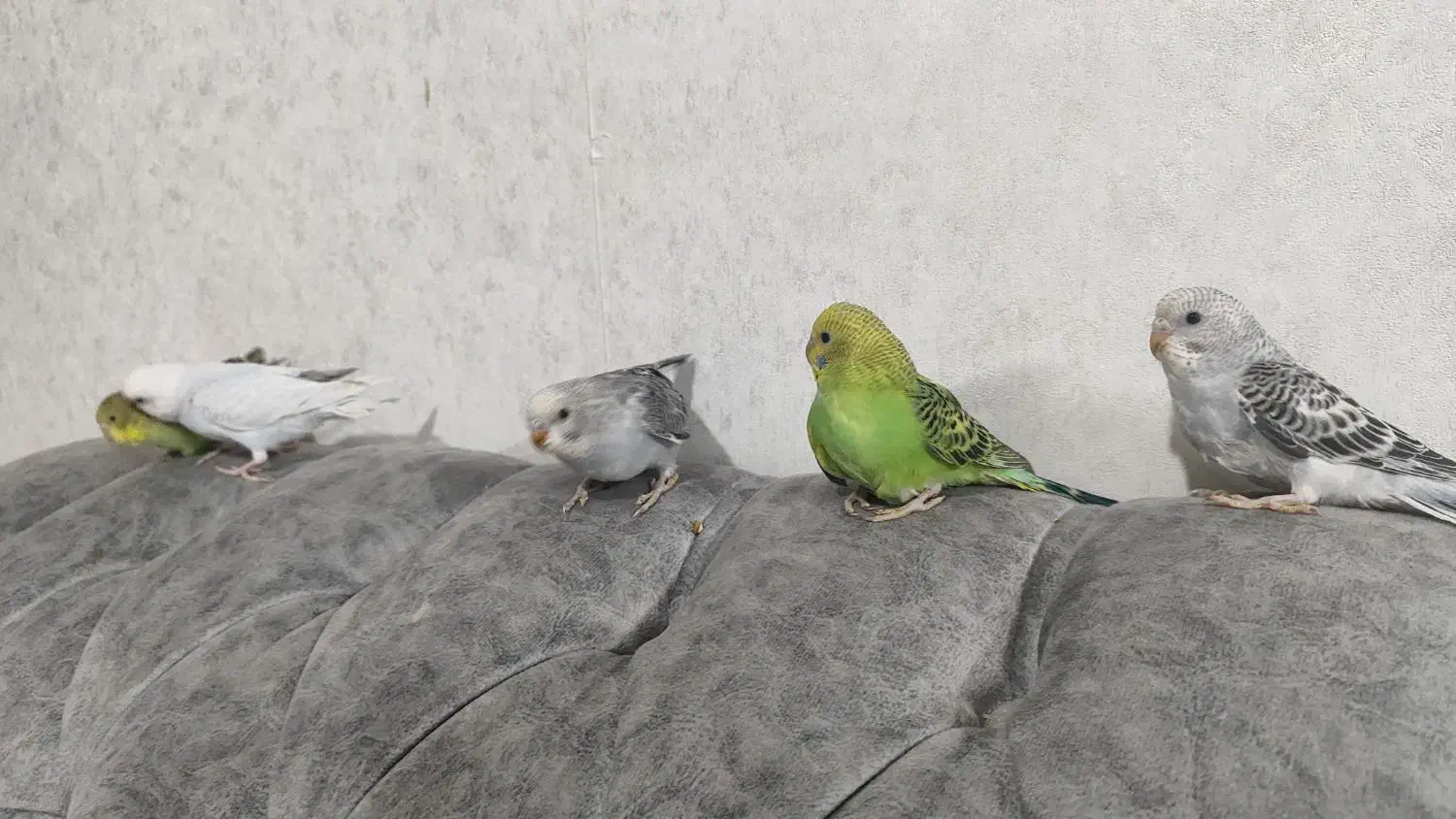 مرغ عشق|پرنده|شیراز, بریجستون|دیوار