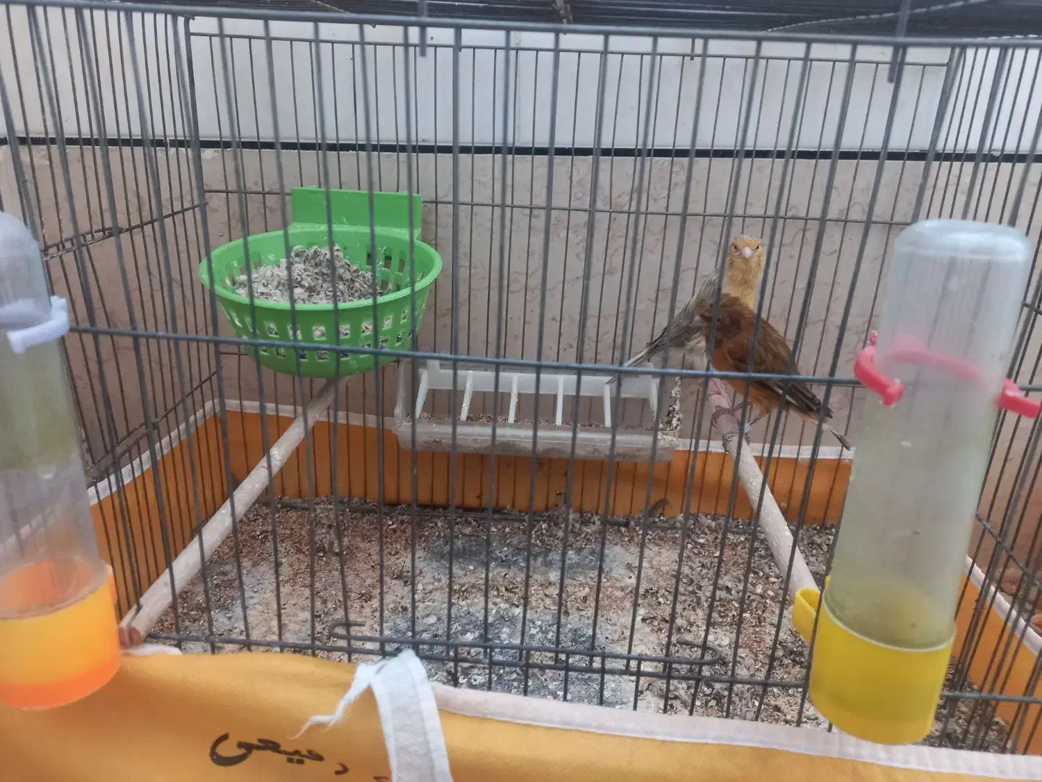 جفت قناری مولد|پرنده|خمینی‌شهر, |دیوار