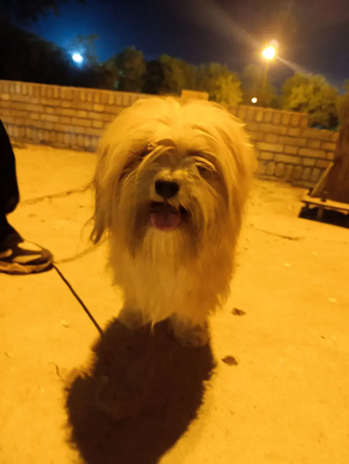 واگذاری شیتزو|سگ|شوشتر, |دیوار