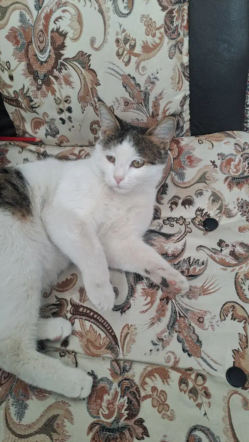 گربه اهلی قیمت300تومن|گربه|رفسنجان, |دیوار