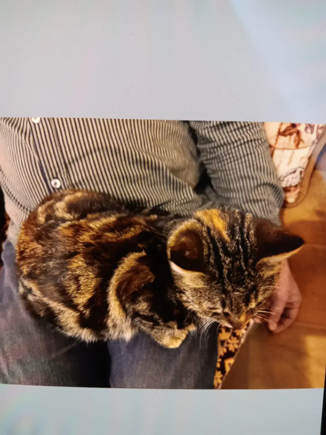 واگذاری گربه ماده|گربه|کرج, مهرویلا شمالی|دیوار