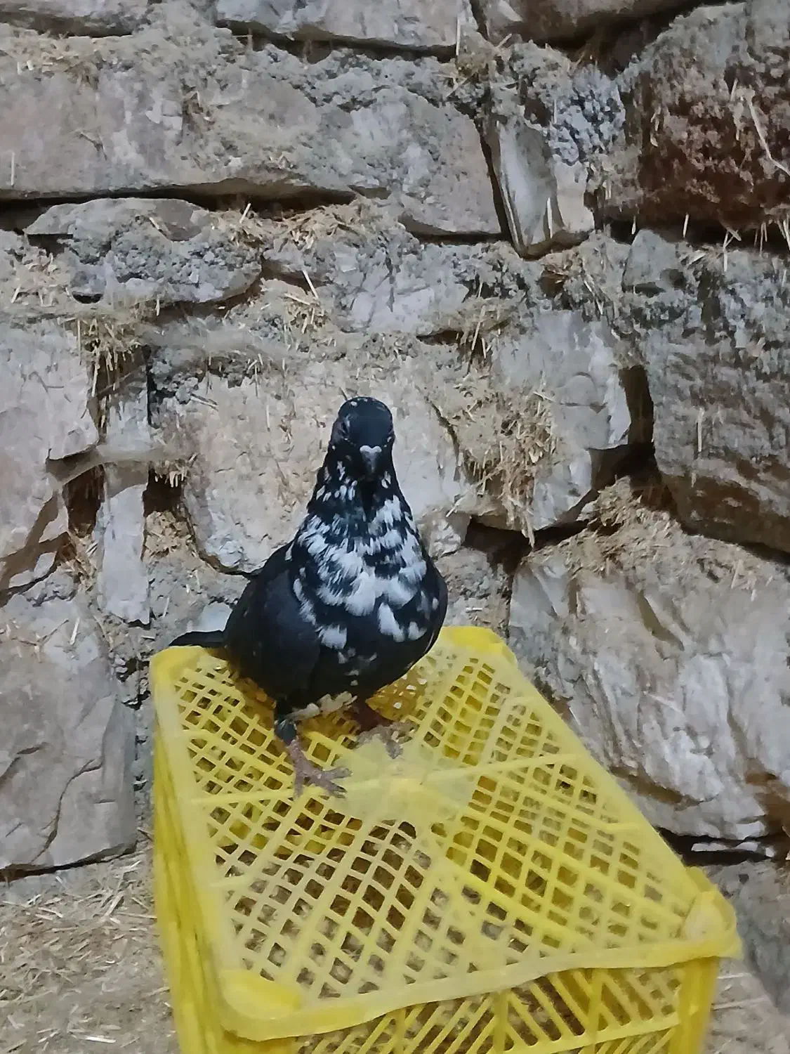 کبوتر خشکل وسالم|حیوانات مزرعه|جوانرود, |دیوار