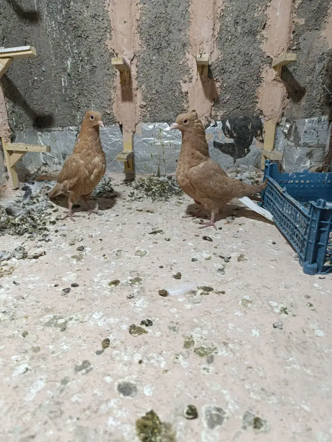 جوانه زردمسفید|پرنده|سبزوار, پاسداران|دیوار