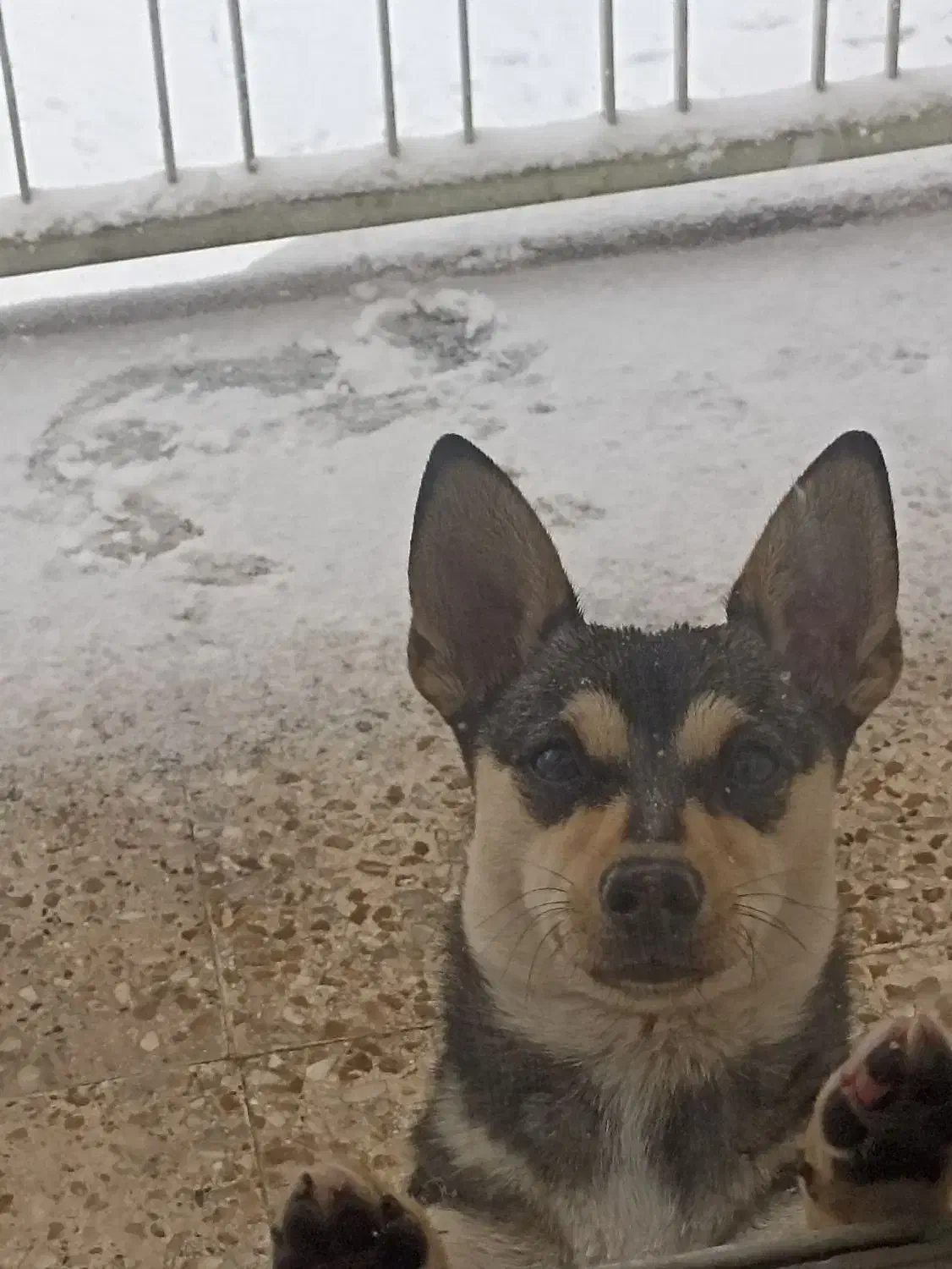 گمشده|حیوانات|ملایر, |دیوار