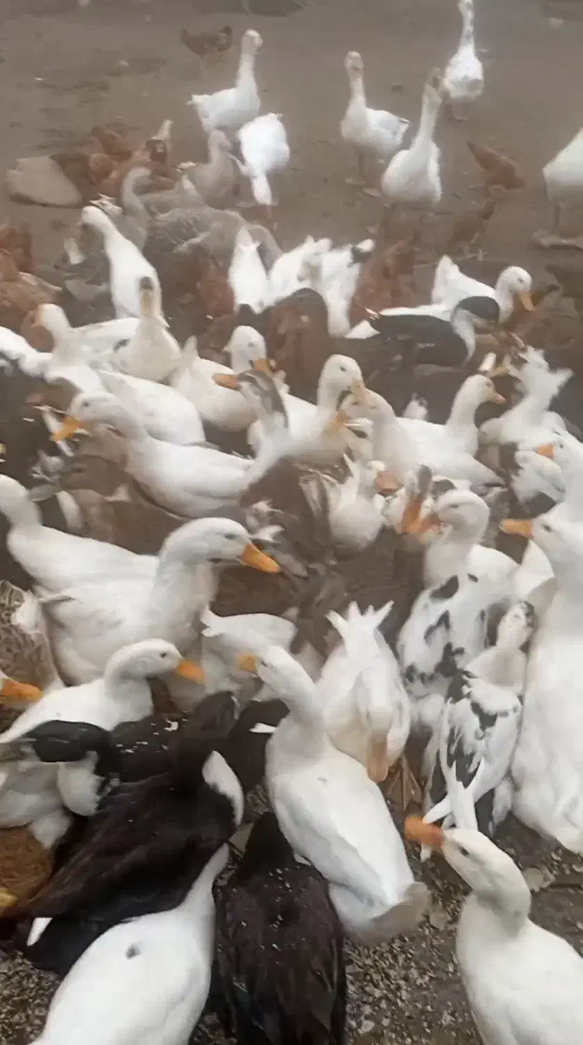 اوردک محلی|حیوانات مزرعه|چابکسر, |دیوار