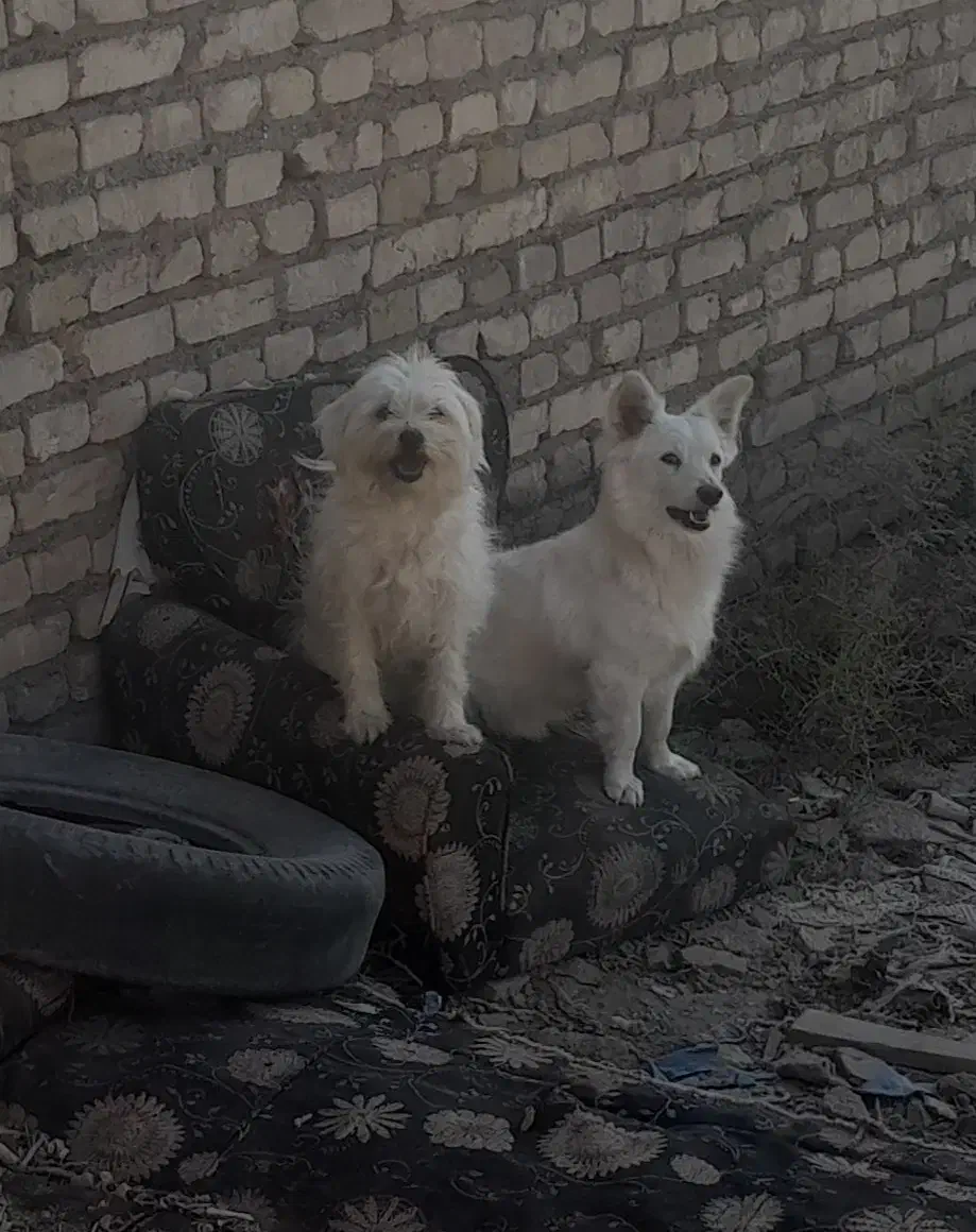 سه عدد سگ پاکوتاه|سگ|کشکوئیه, |دیوار