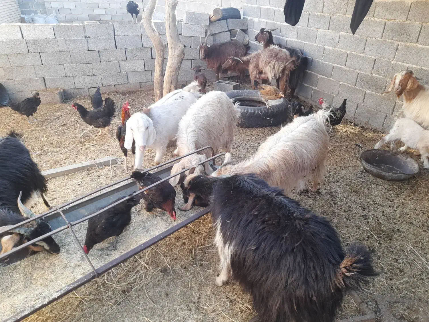 حیوانات|حیوانات مزرعه|نی‌ریز, |دیوار