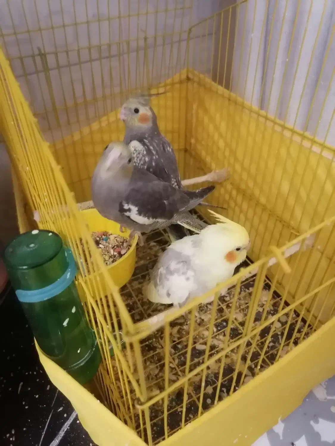 فروش فوری|پرنده|جوادآباد, |دیوار