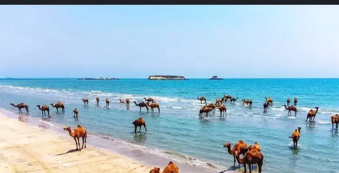 فوری آماده حرکت|تور و چارتر|مشهد, فتح المبین|دیوار