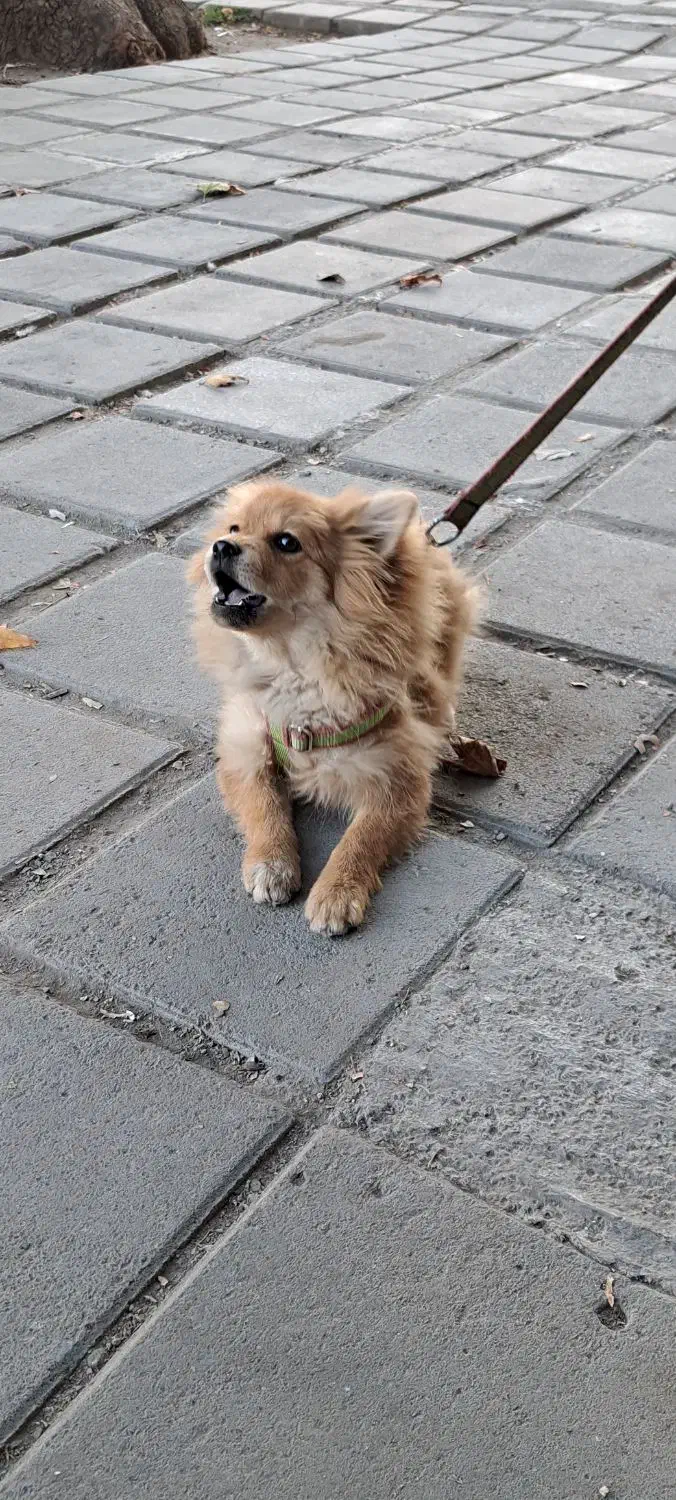 سگ پامر خرسی جنسیت نر|سگ|کرمانشاه, |دیوار