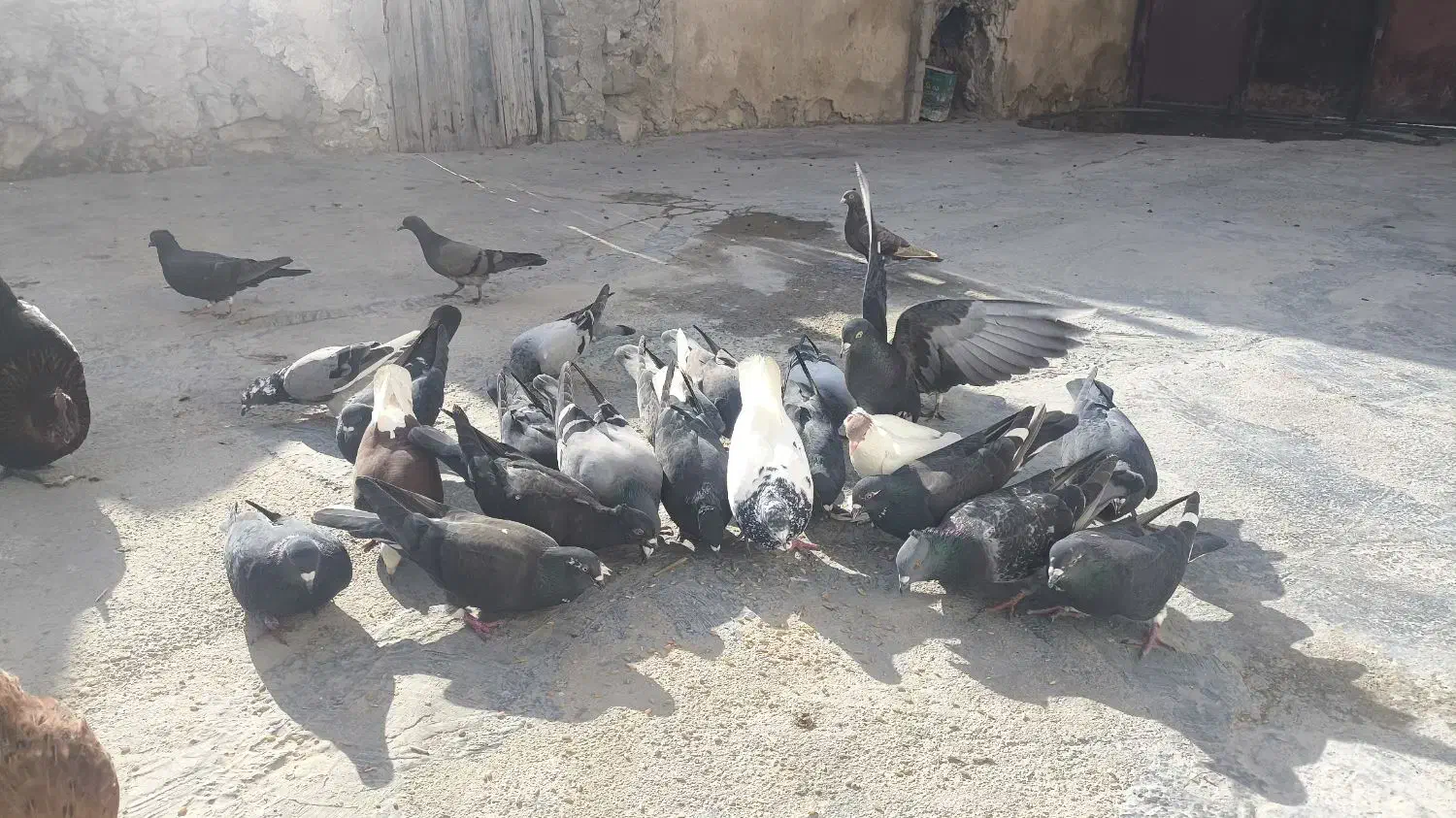 کبوتر|پرنده|دهدشت, |دیوار