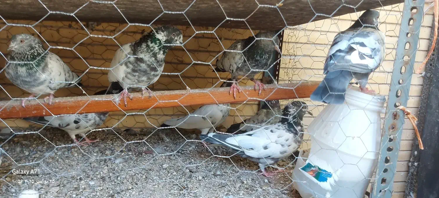 پاکستانی فروشی|پرنده|بندرعباس, |دیوار