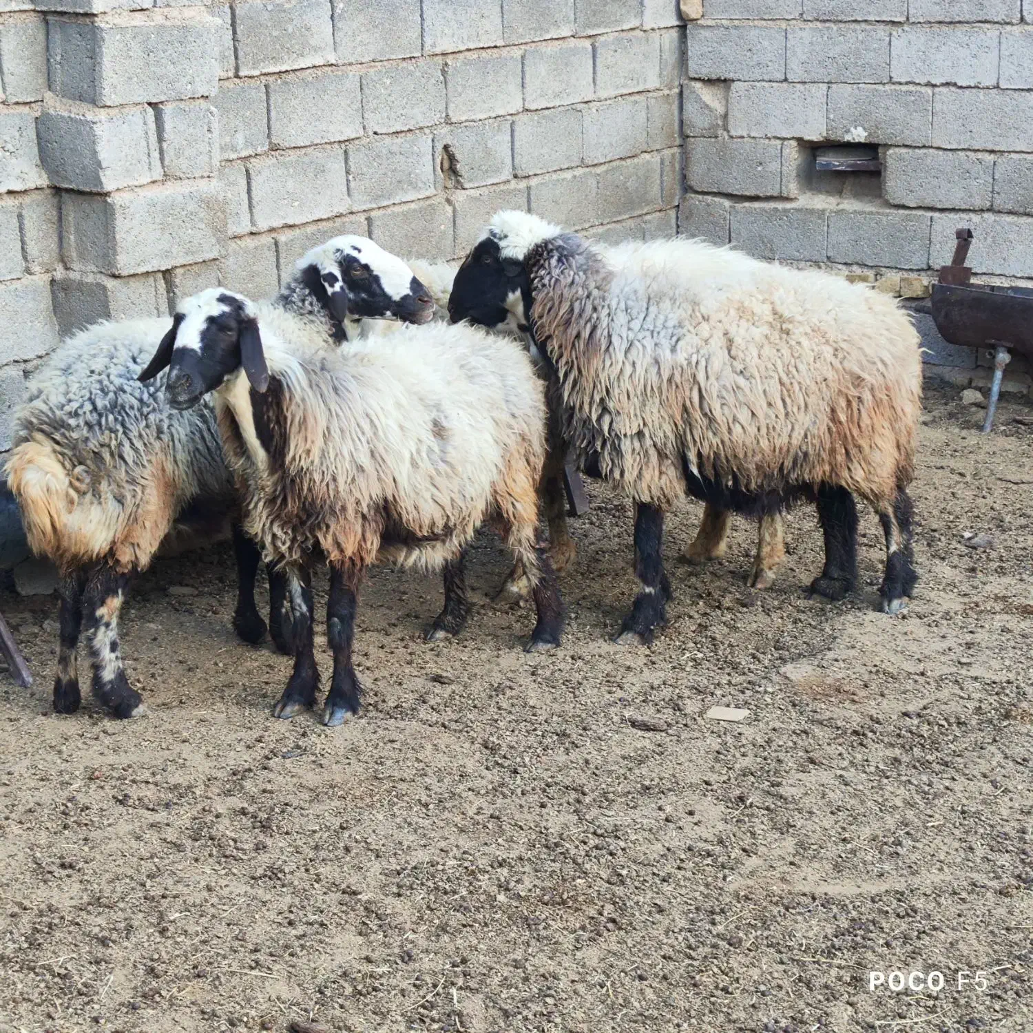 میش داشتی درجه یک عطیقه|حیوانات مزرعه|شیراز, شاپورجان|دیوار