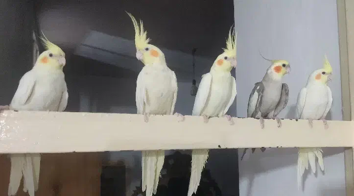 عروس هلندی لوتینو|پرنده|پاکدشت, پاکدشت (مامازند)|دیوار