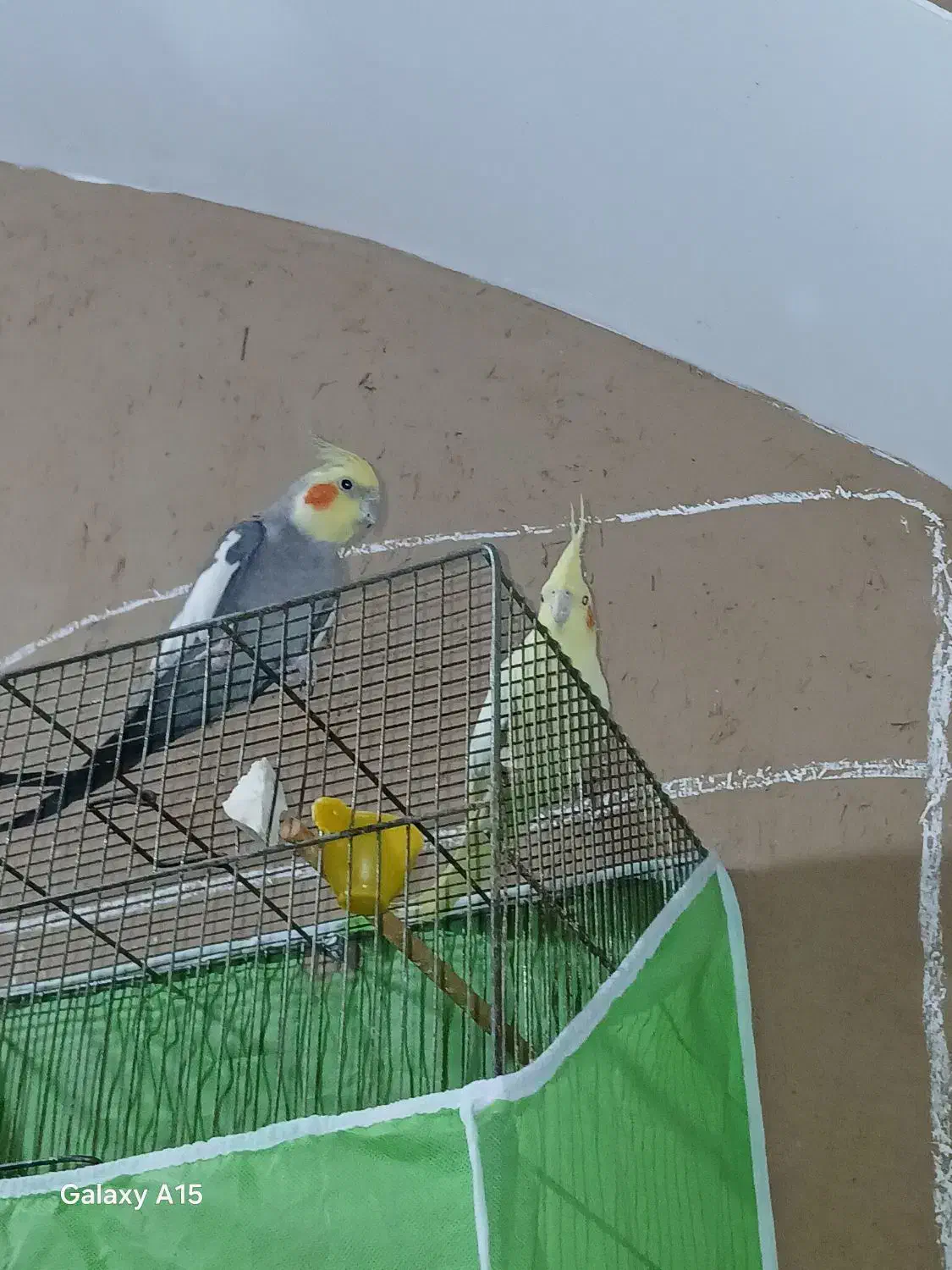 یک جفت عاروس هلندی|پرنده|اردکان, |دیوار