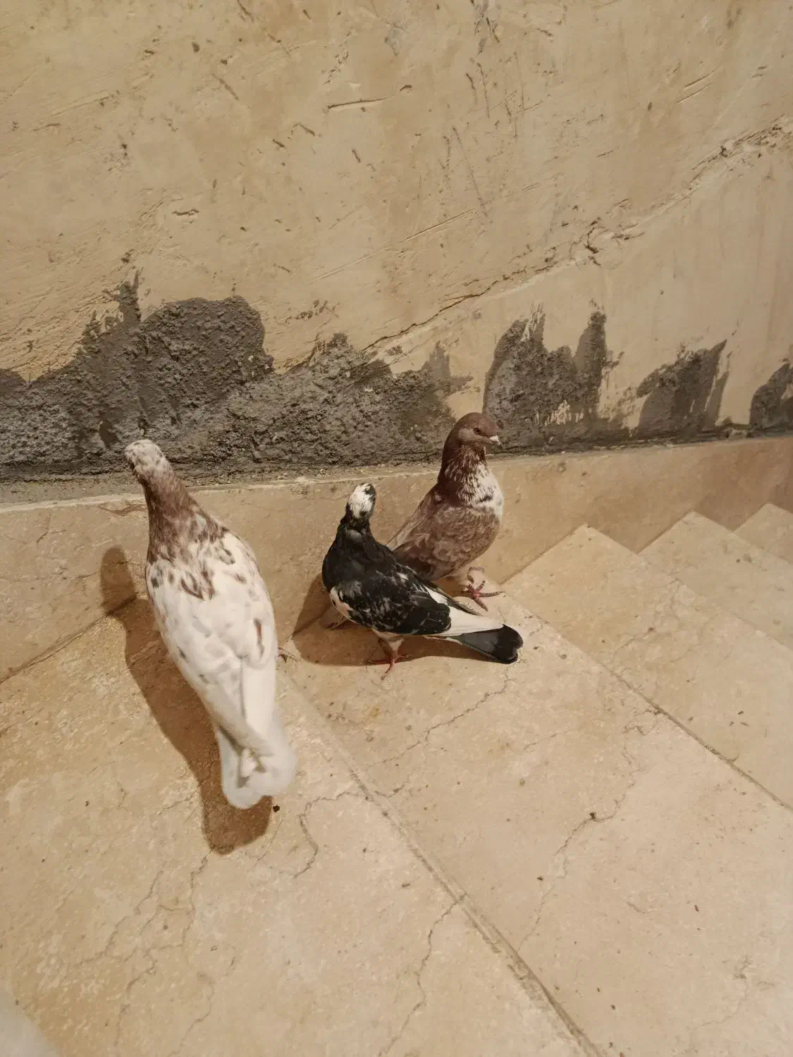 سه تا کبوتر|پرنده|ایلام, |دیوار