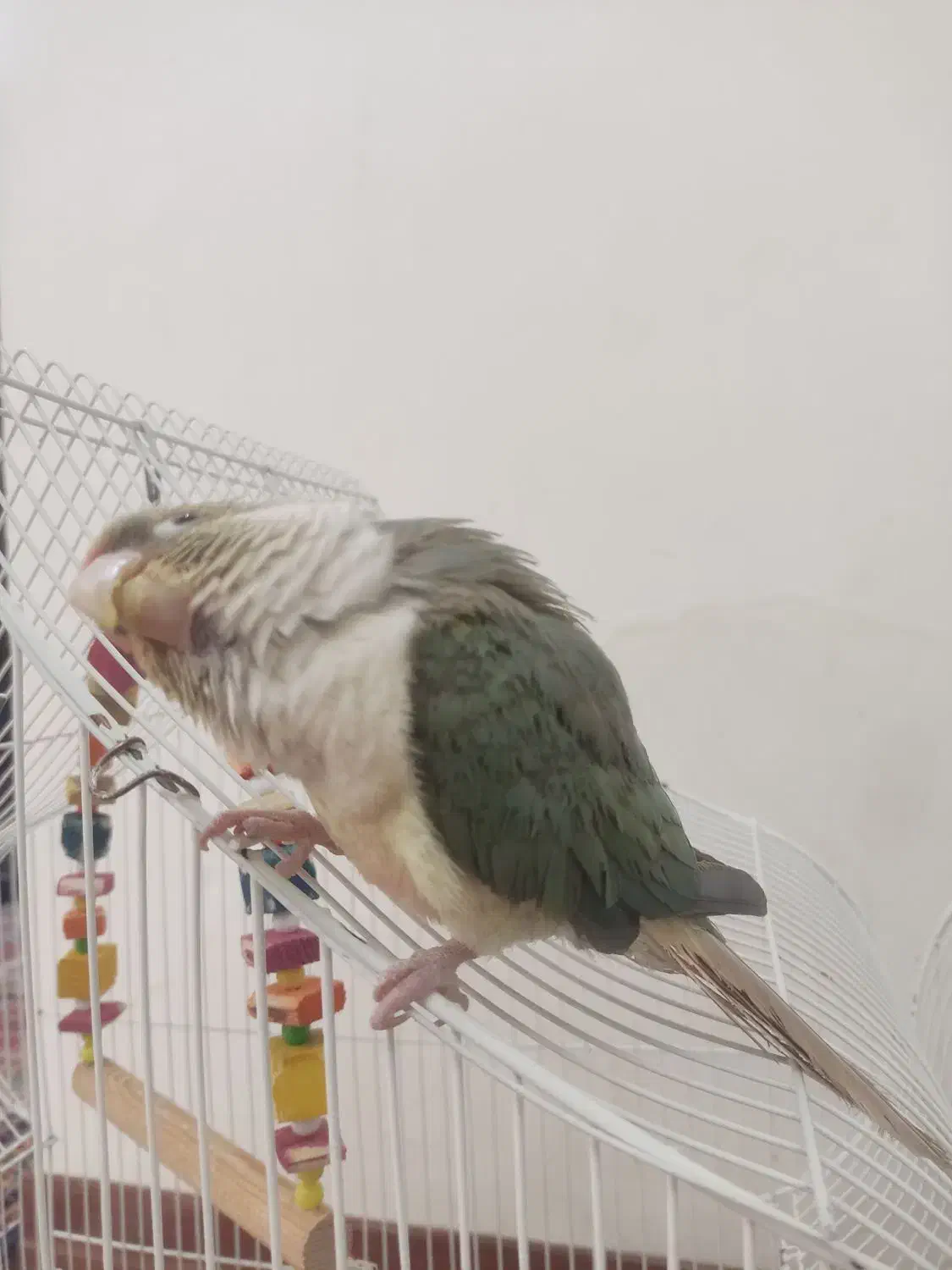 طوطی گرینچیک سخنگو|پرنده|کرمان, |دیوار