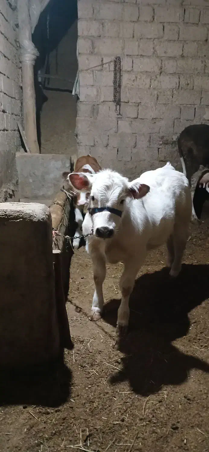 گوساله بِبجی|حیوانات مزرعه|تبریز, |دیوار