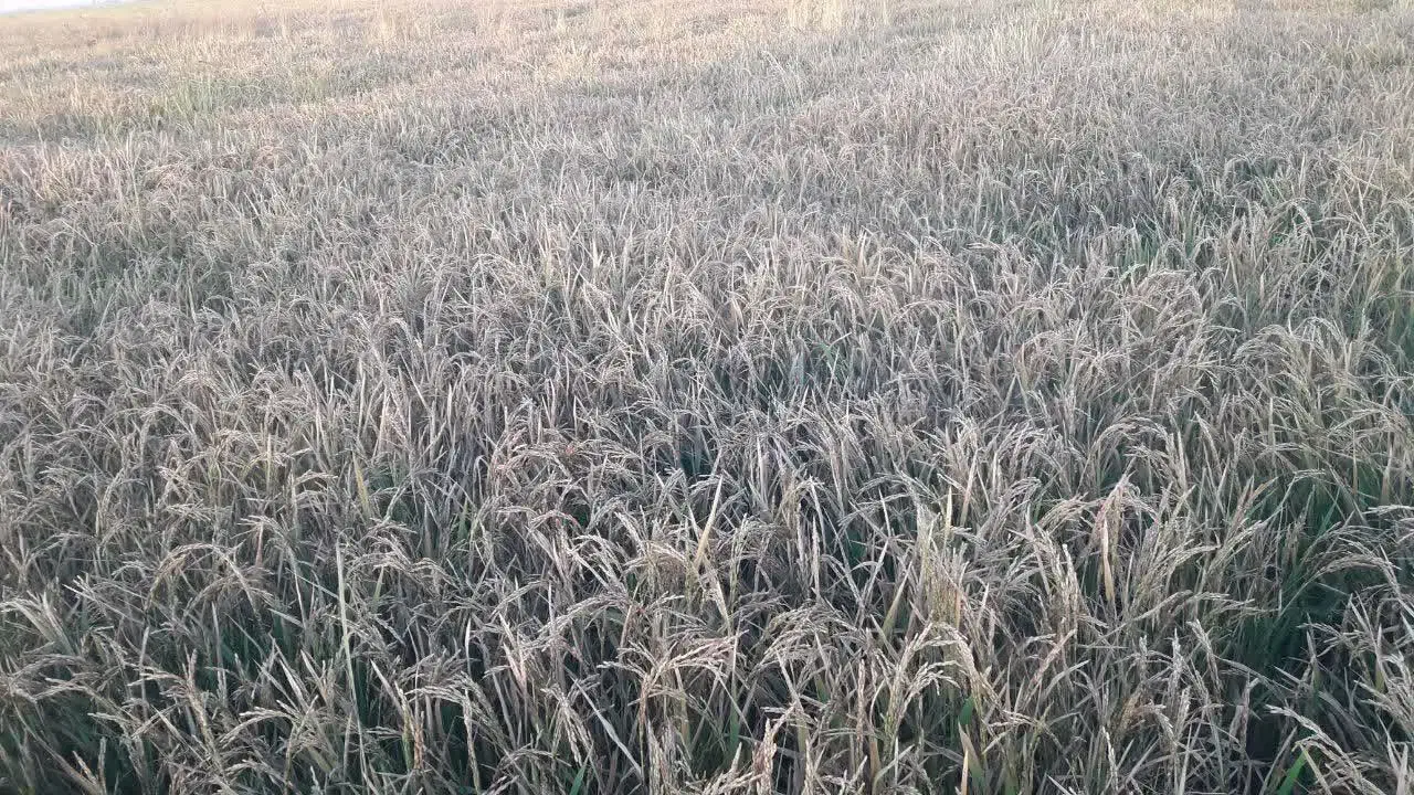 فروش شلتوک درجه یک در گتوند|حراج|اهواز, اهواز|دیوار