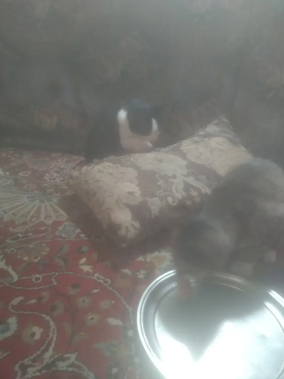 گربه خونگی|گربه|الیگودرز, |دیوار