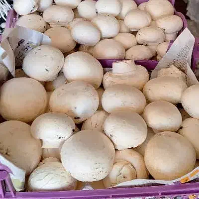 قارچ درجه یک عمده ارسال رایگان|خوردنی و آشامیدنی|شیراز, گلشن|دیوار