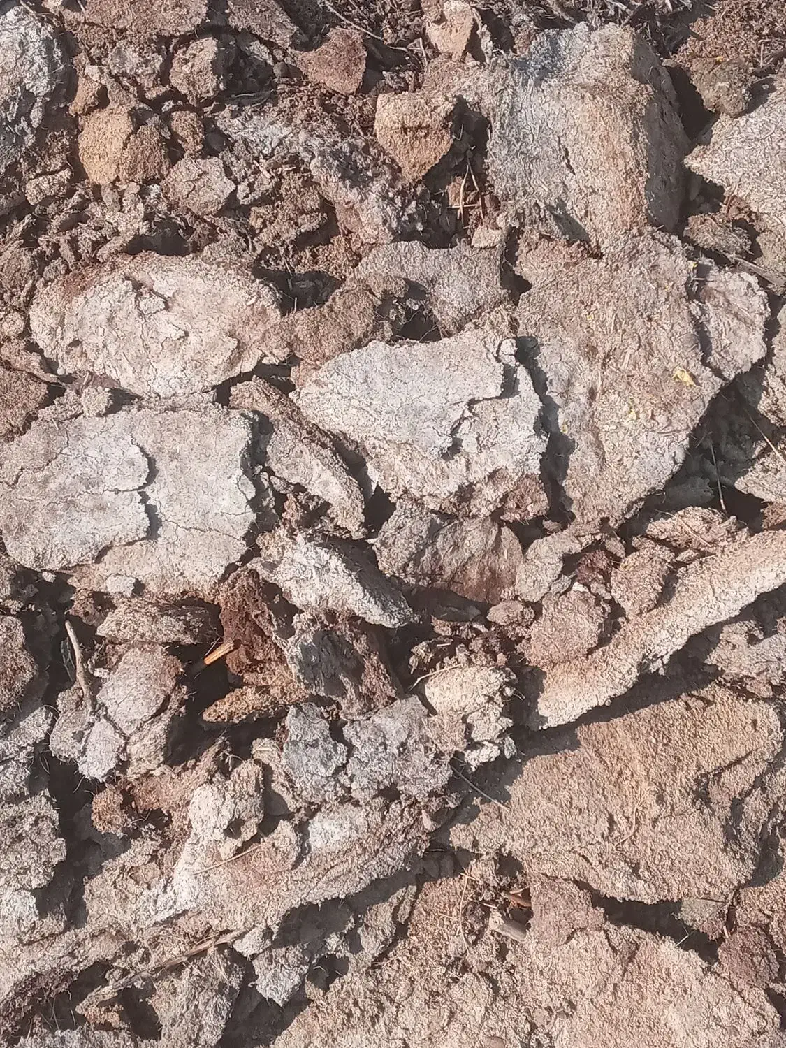 پهن گوسفند|حیوانات مزرعه|انزل, |دیوار