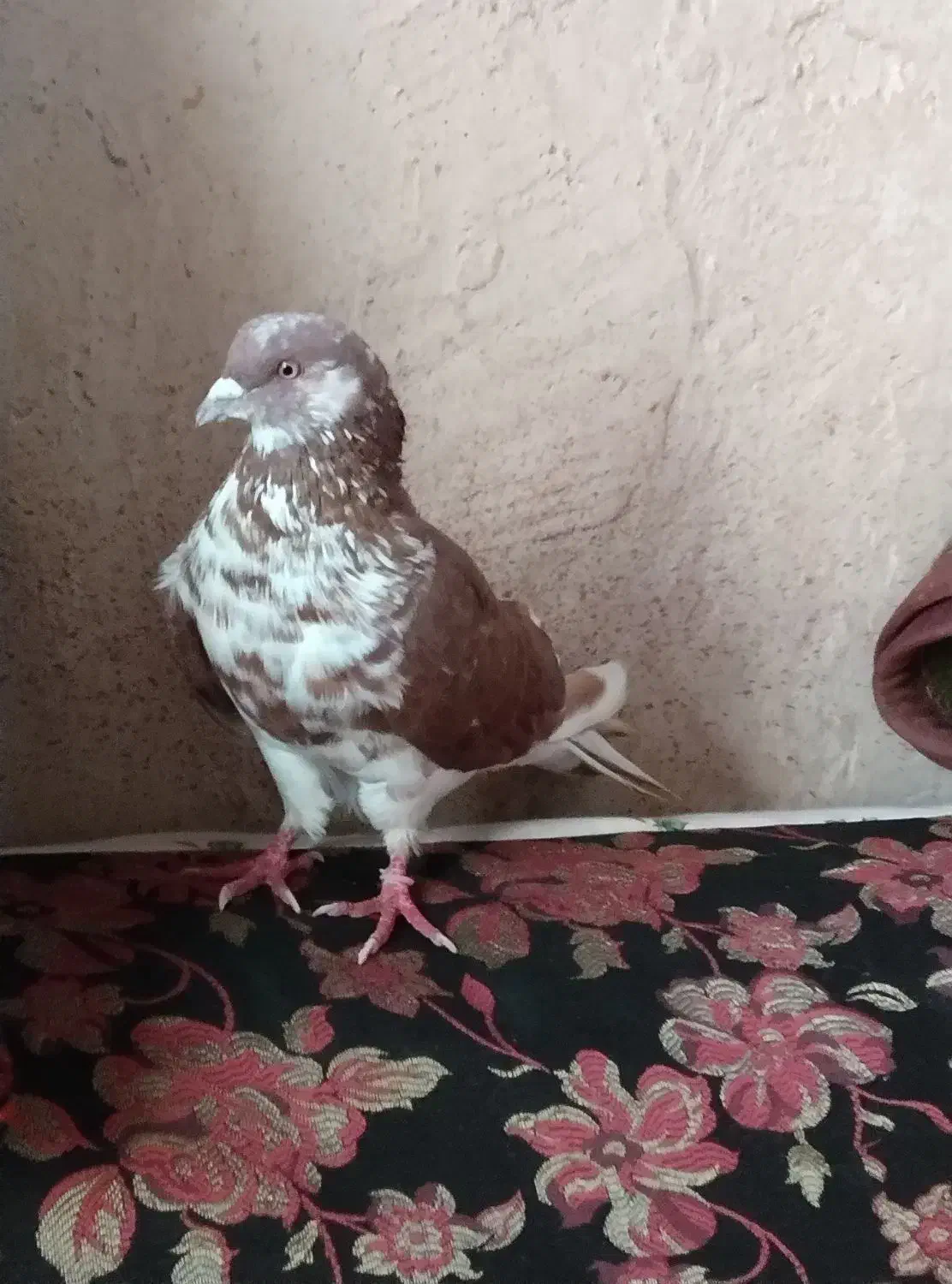 یدونه کبوتر گرگی نر|پرنده|ایواوغلی, |دیوار