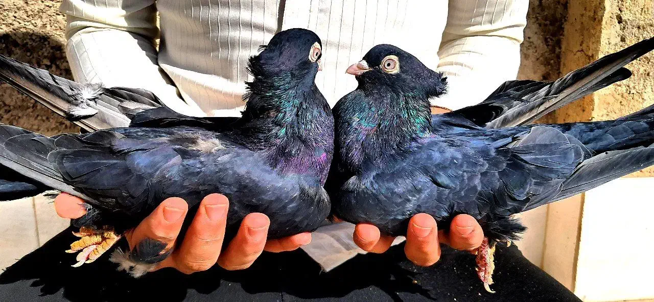 کبوتر کفتر زاغ قیل سیاه سرخ سوسنی واکسی چشم نوک|پرنده|شهرضا, |دیوار