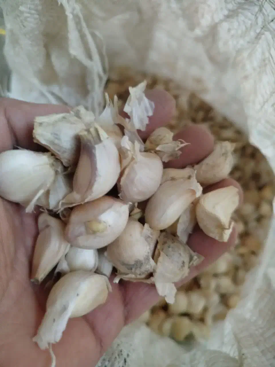 بذر سیر|گل و گیاه طبیعی|لاهیجان, لفمجان|دیوار