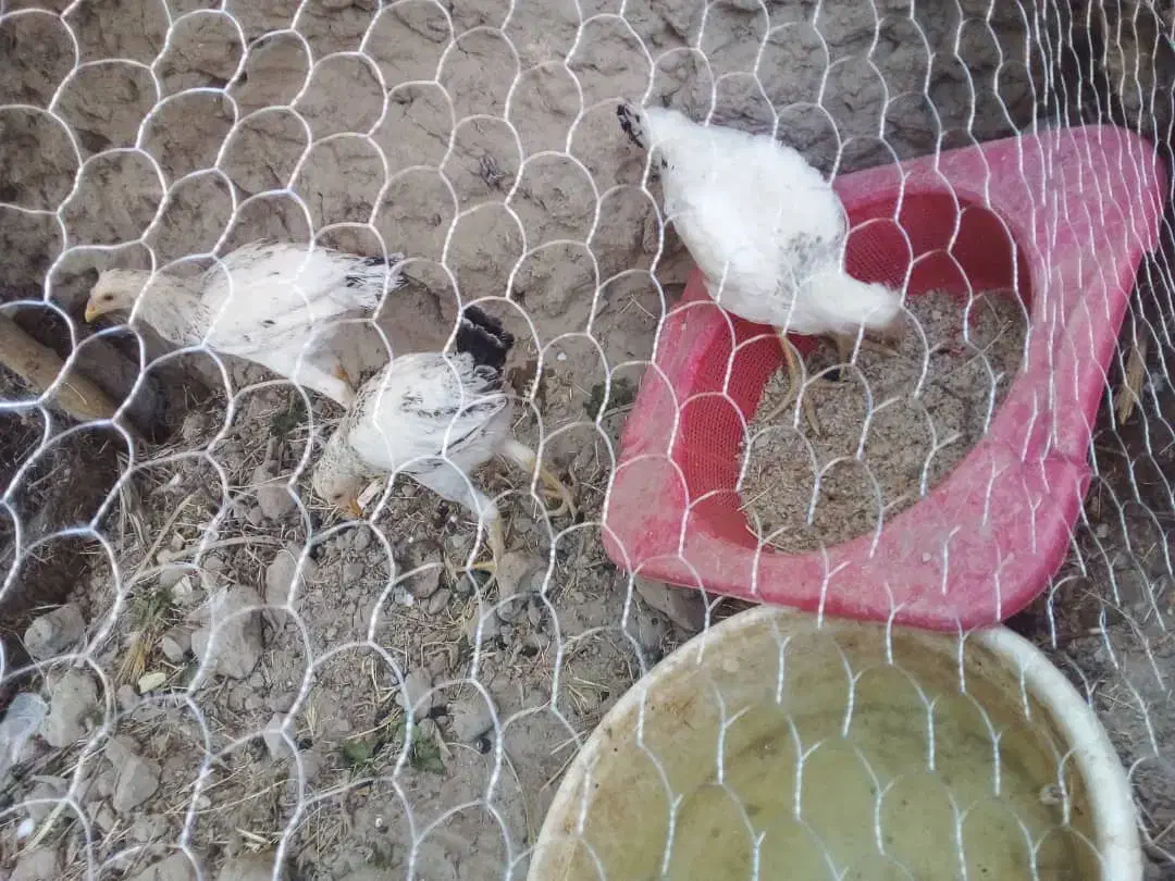 مرغ و خروس محلی|حیوانات مزرعه|جزنیک, |دیوار