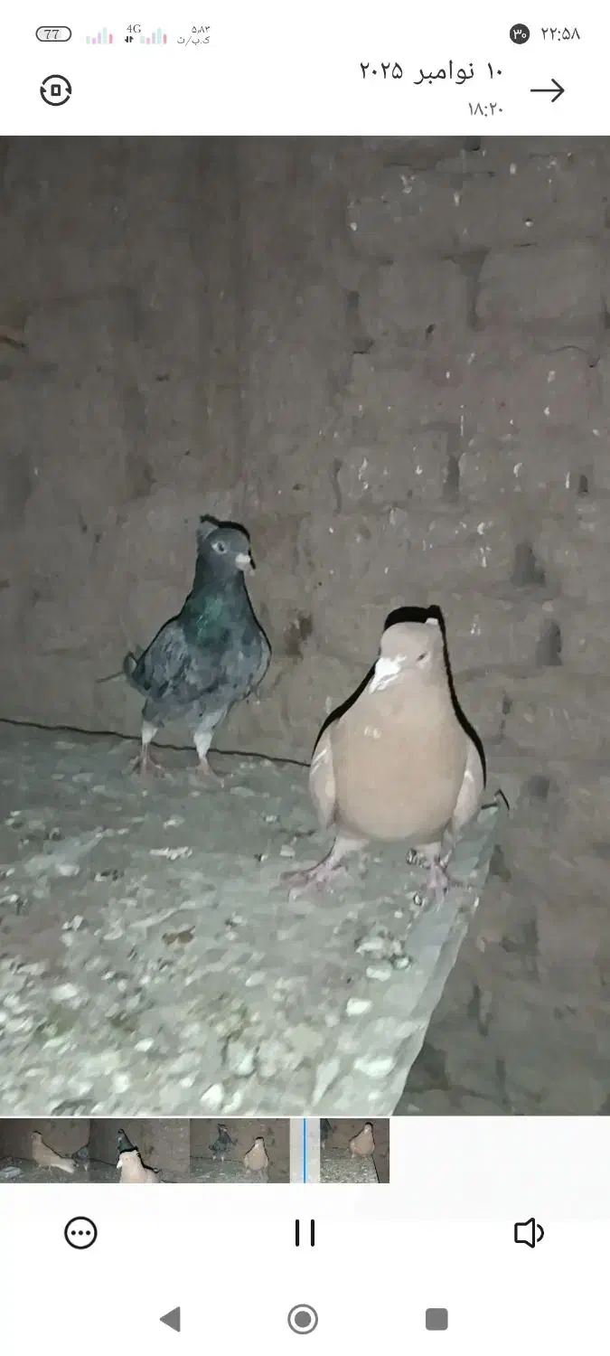 نرماده|پرنده|قلندر آباد, |دیوار