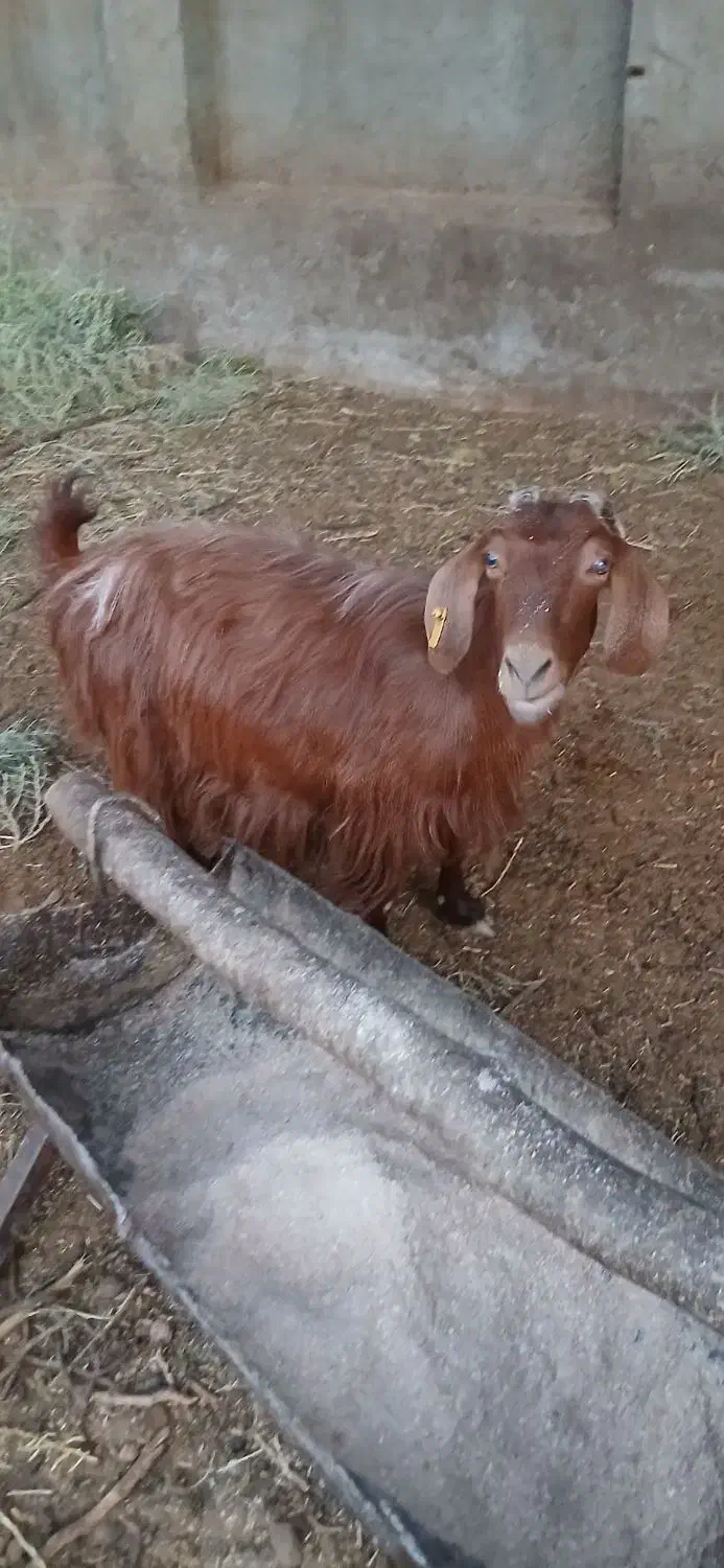 بز چاق کشتنی|حیوانات مزرعه|ماهان, |دیوار